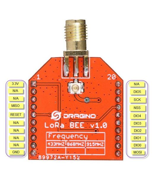 File:Lora BEE1.jpg